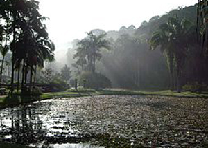 Jardim Botânico de São Paulo em Cursino