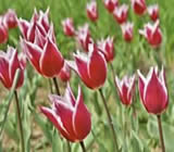 Floricultura no Cursino